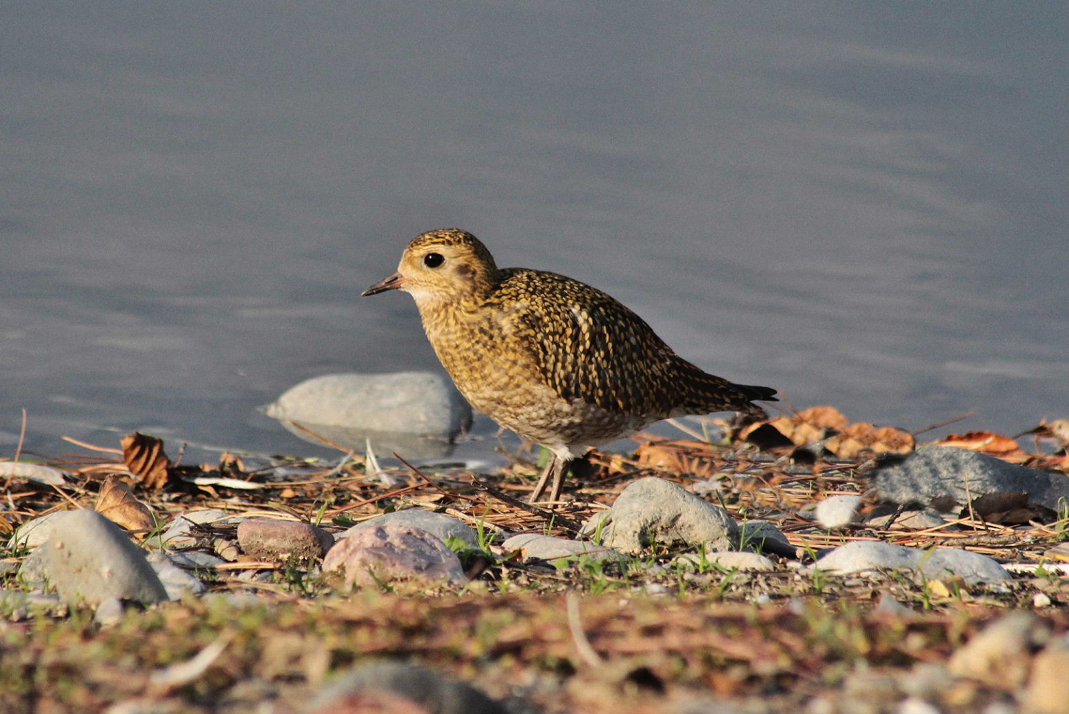 Pluvialis apricaria  Piviere dorato